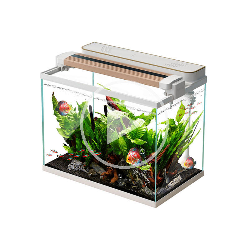 Tips For Creating a Fish Tank